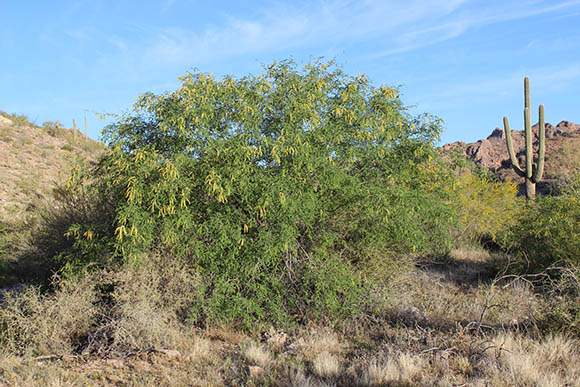  Prosopis velutina